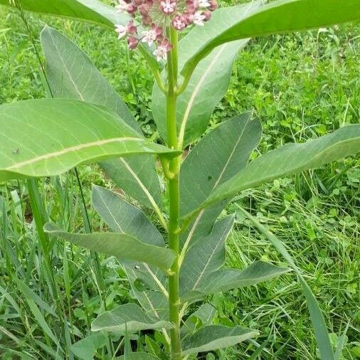 Asclepias syriaca Характер