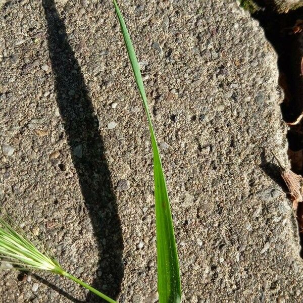 Hordeum murinum Foglia