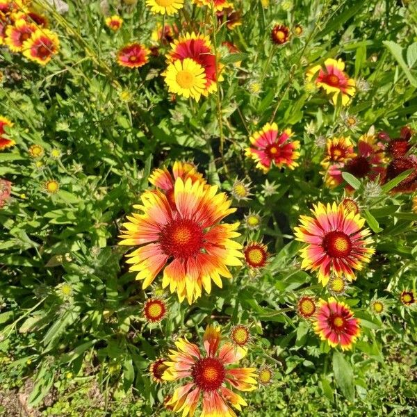 Gaillardia aristata Характер