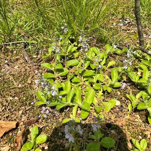 Veronica officinalis Fleur