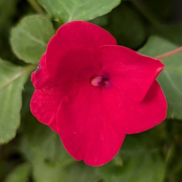 Impatiens walleriana Virág