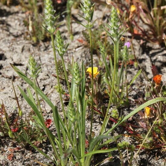 Plantago aristata Habit