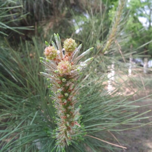 Pinus bungeana ফুল