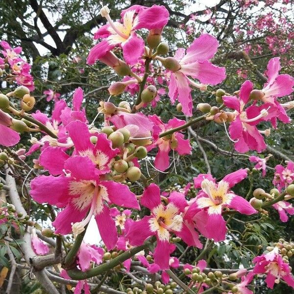 Ceiba speciosa Flor