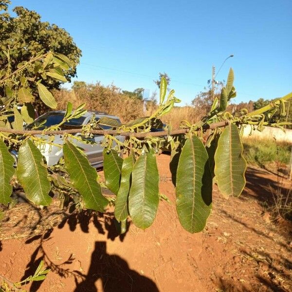 Brosimum gaudichaudii 葉