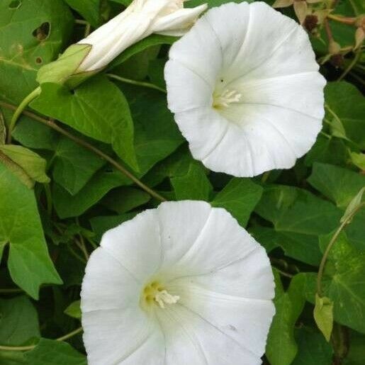 Convolvulus sepium Flors