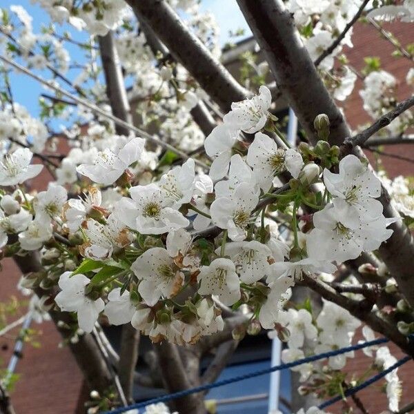 Prunus cerasus Flower