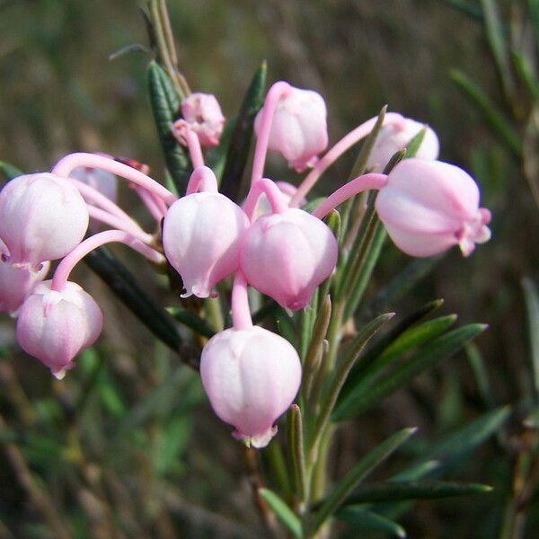 Andromeda polifolia Bloem