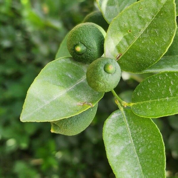 Citrus latifolia Fruit