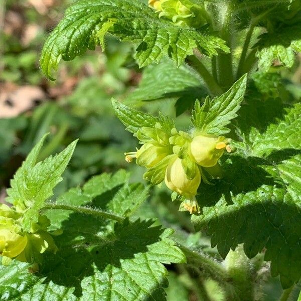 Scrophularia vernalis Cvet