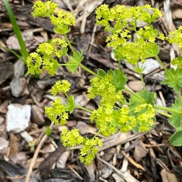 Alchemilla xanthochlora Кветка