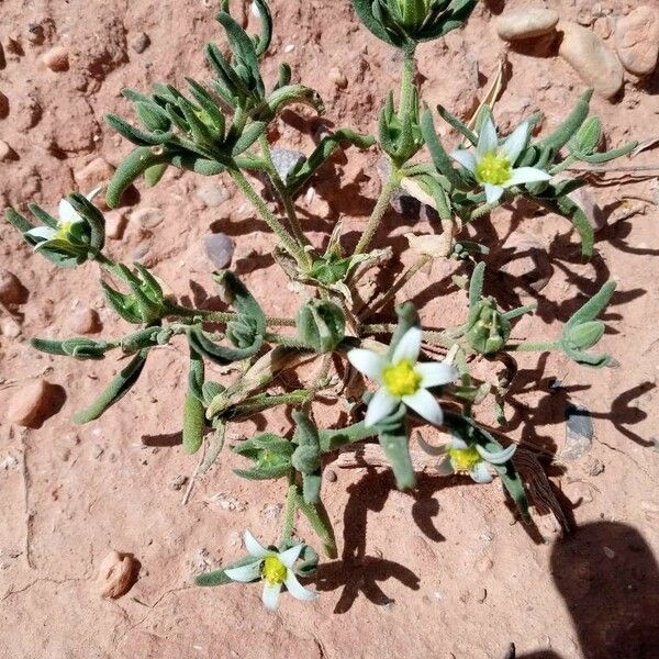 Aizoanthemum hispanicum Floro