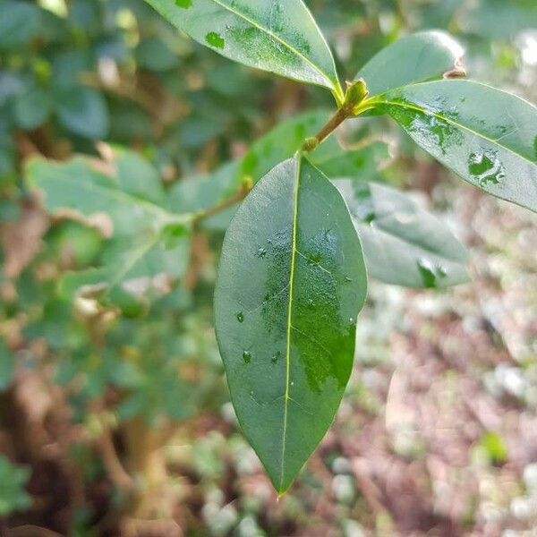 Ligustrum vulgare Φύλλο