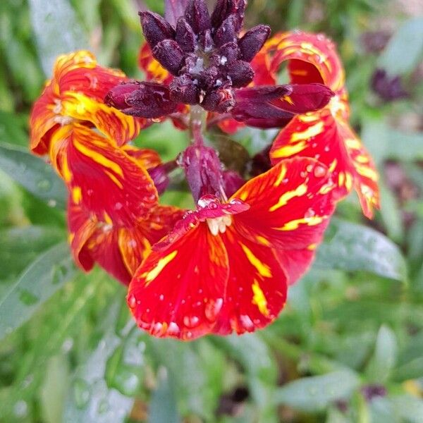 Erysimum × cheiri Blomma