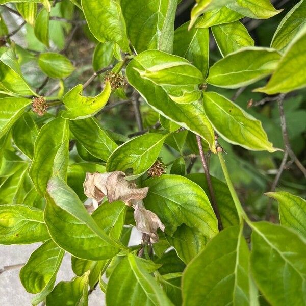 Cornus hongkongensis Φύλλο