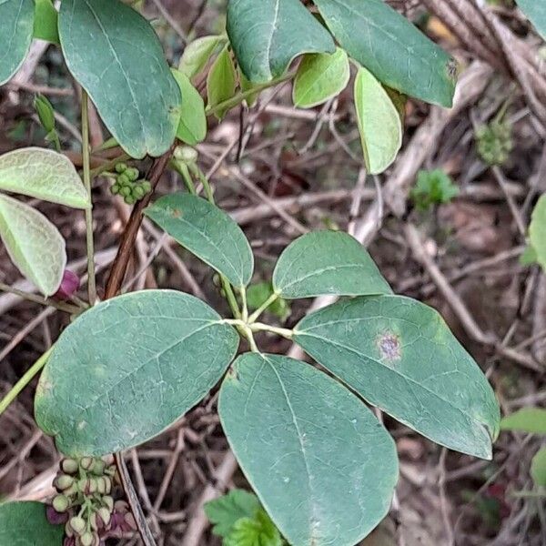 Akebia quinata Leaf