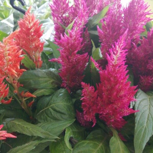 Celosia argentea Bloem