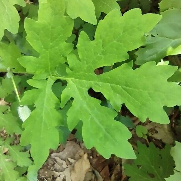 Stylophorum diphyllum Лист