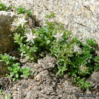 Sedum niveum Habitus