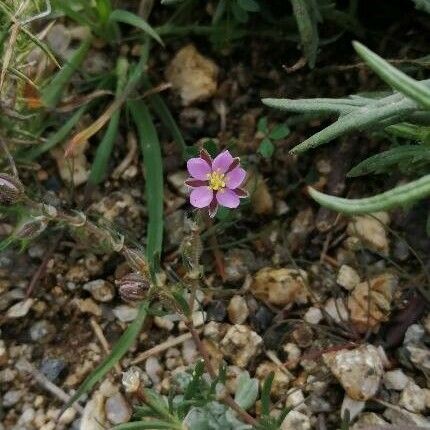 Spergularia rubra Blüte