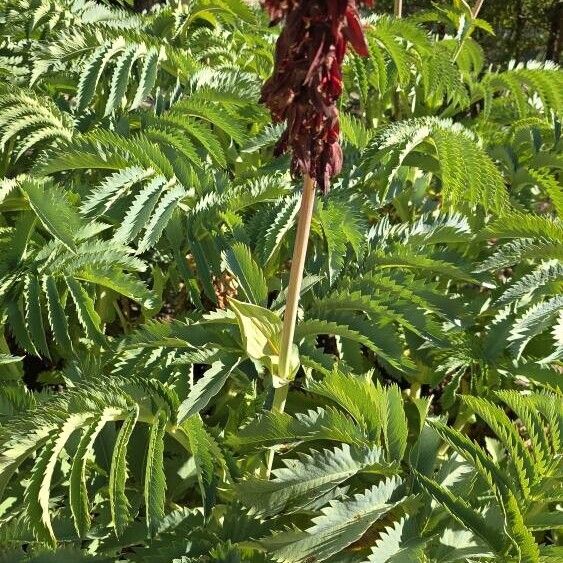 Melianthus major Folha