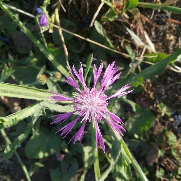 Centaurea napifolia Flor