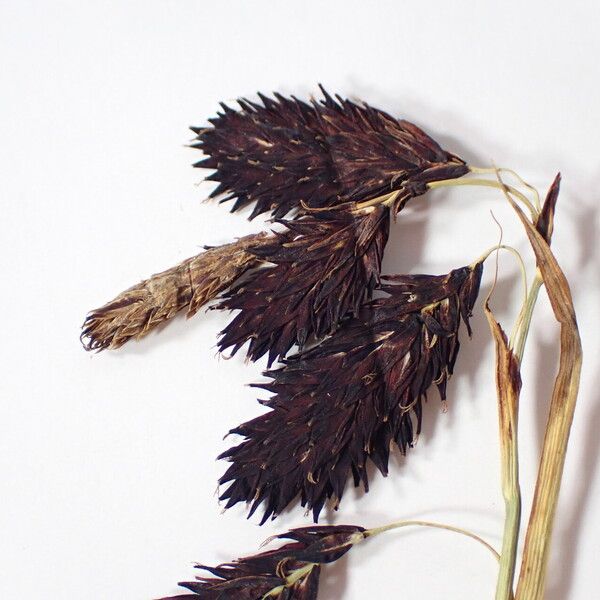 Carex atrofusca Vaisius