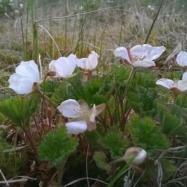 Rubus chamaemorus Λουλούδι