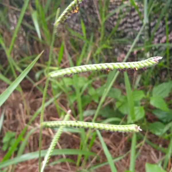 Paspalum scrobiculatum Fruitua