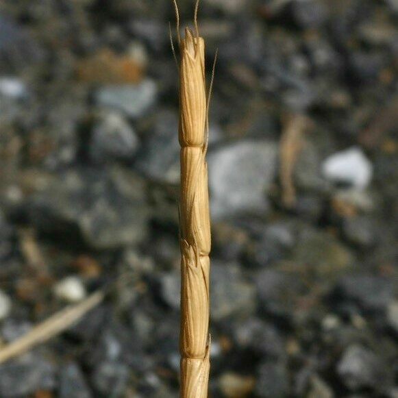 Aegilops cylindrica Floare