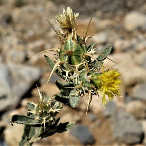 Centaurea melitensis Kvet