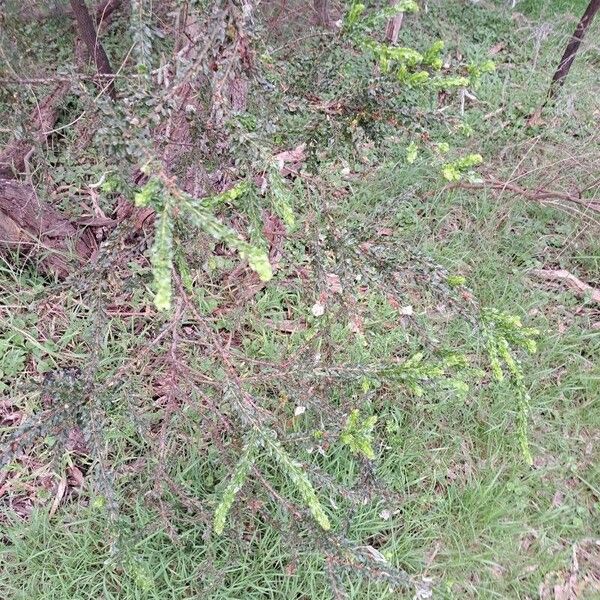 Acacia paradoxa Hábito