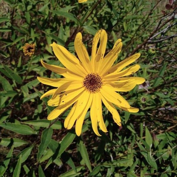 Helianthus strumosus Květ