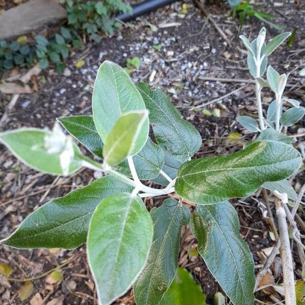 Salvia discolor List