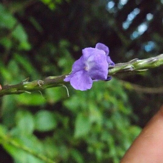 Stachytarpheta urticifolia Flor