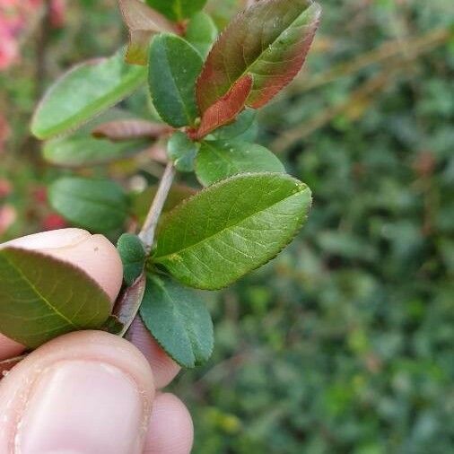 Chaenomeles japonica পাতা