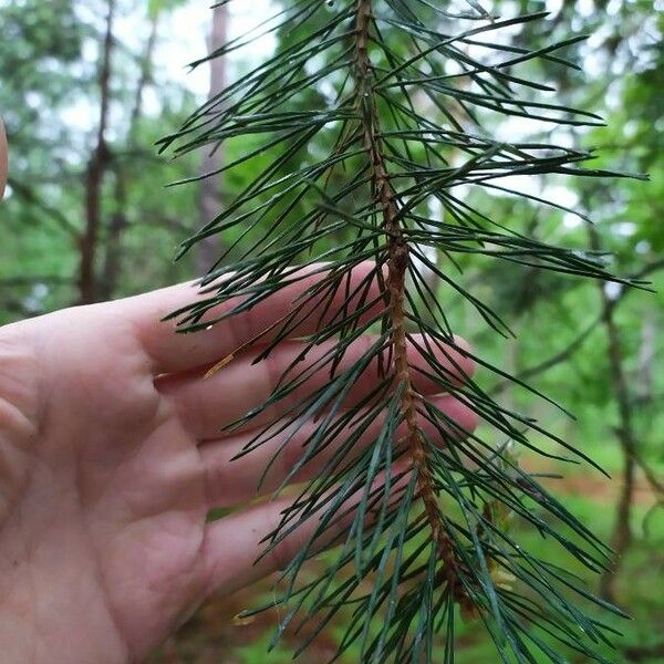 Pinus sylvestris Leaf