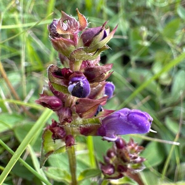 Prunella grandiflora फूल