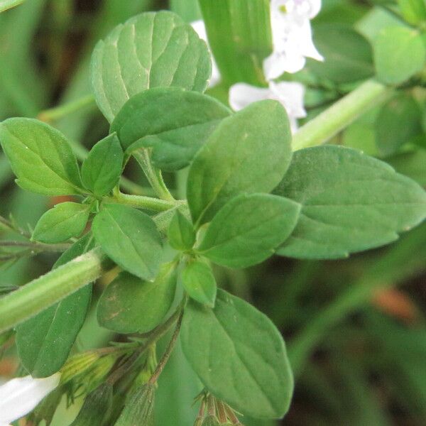 Clinopodium nepeta برگ