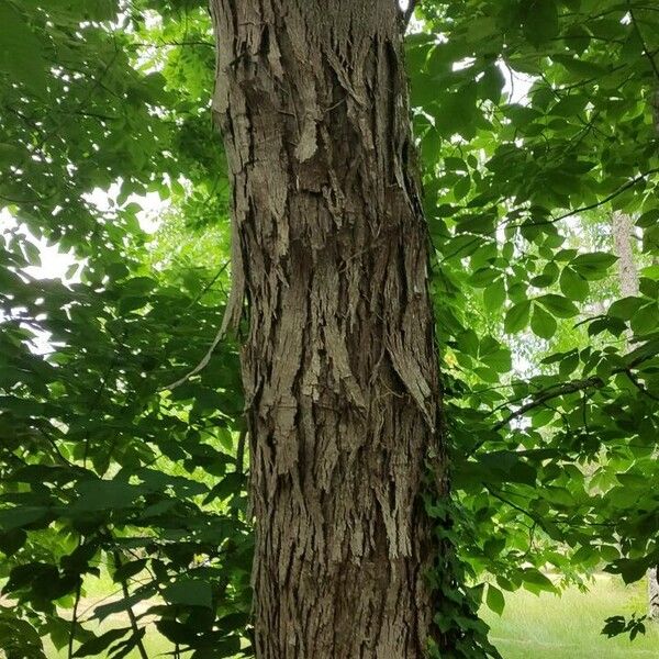 Carya ovata Écorce