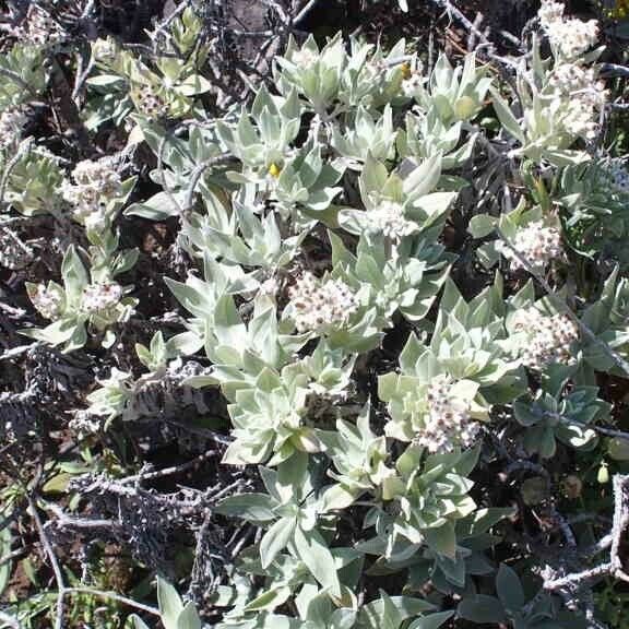 Helichrysum melaleucum Habit