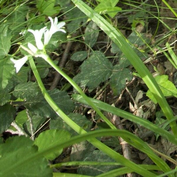 Allium triquetrum फूल