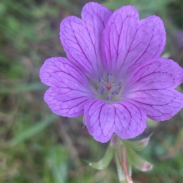 Geranium × oxonianum Цветок