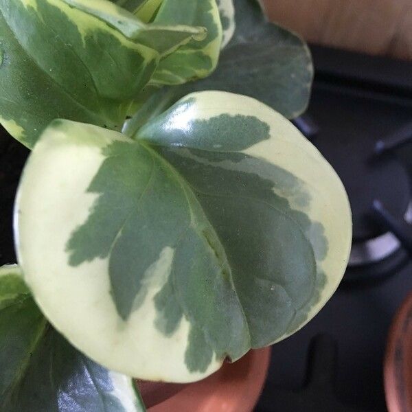 Peperomia obtusifolia Leaf