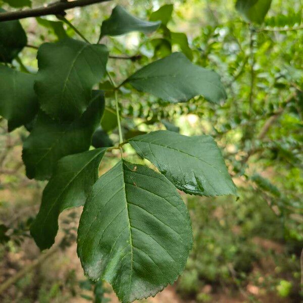 Fraxinus ornus Leaf