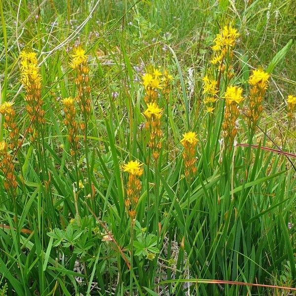 Narthecium ossifragum Habitat