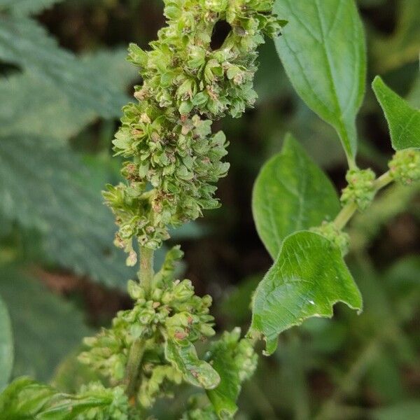 Parietaria officinalis Fruit