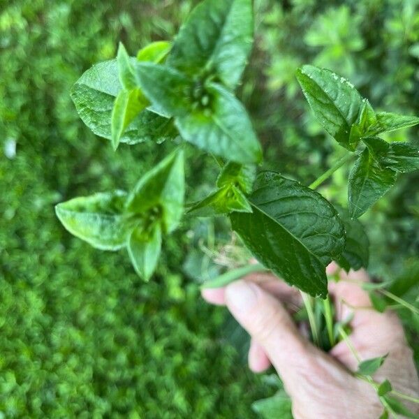 Elephantopus carolinianus Leaf