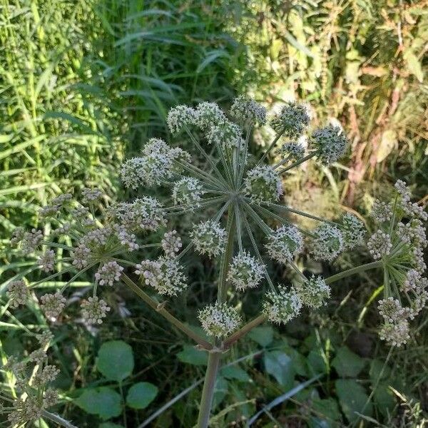 Angelica sylvestris Цвят