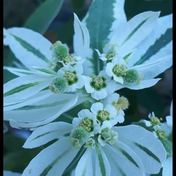 Euphorbia marginata Virág
